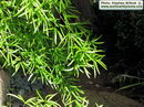 Asparagus Falcatus